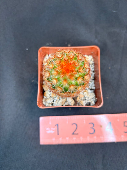 Mammillaria carmenae red 36