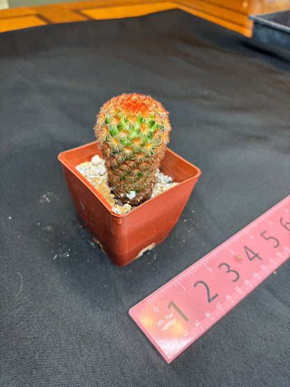 Mammillaria carmenae red 36