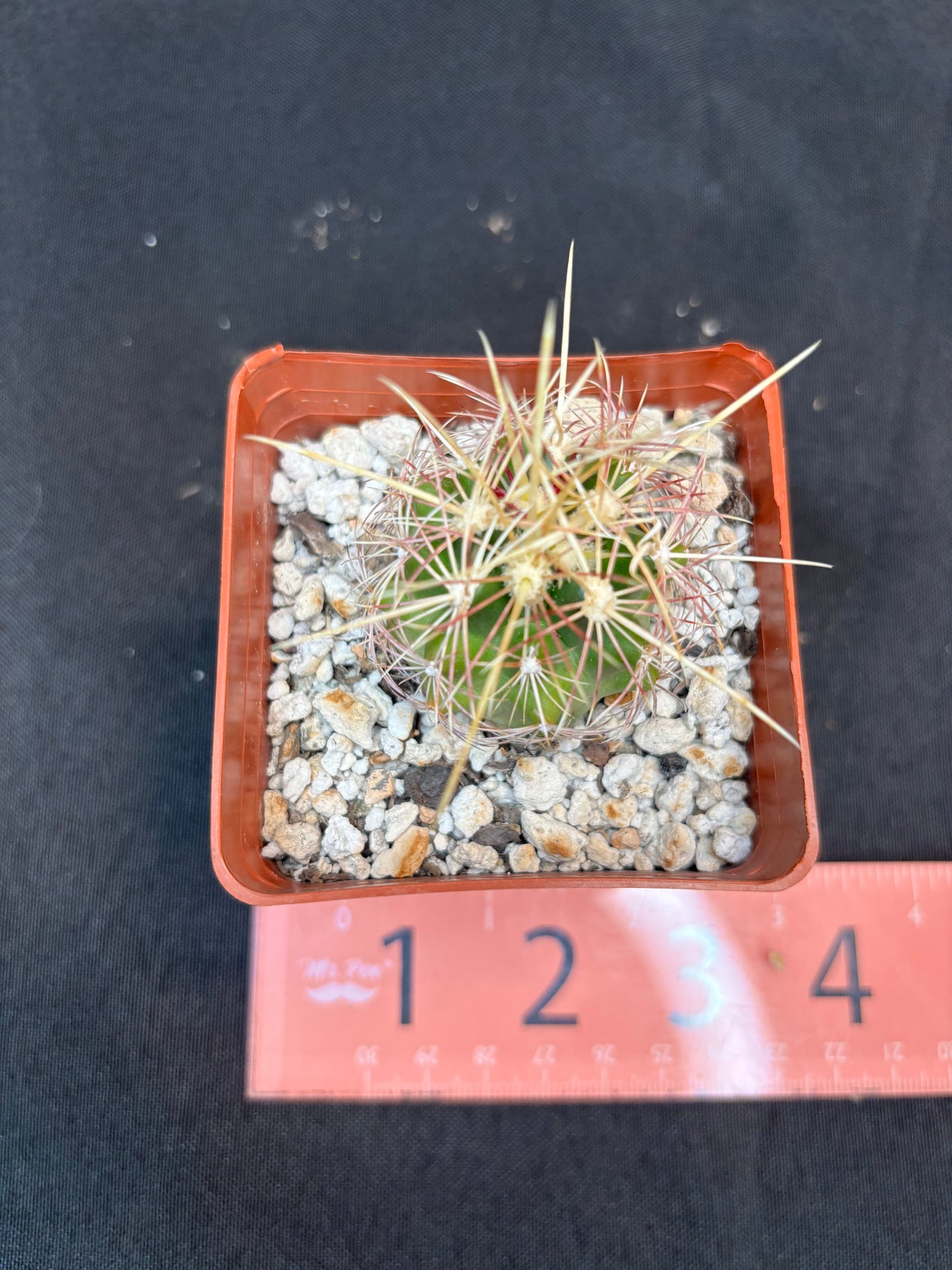 Thelocactus bicolor 322