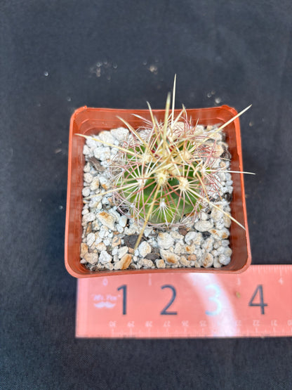 Thelocactus bicolor 322