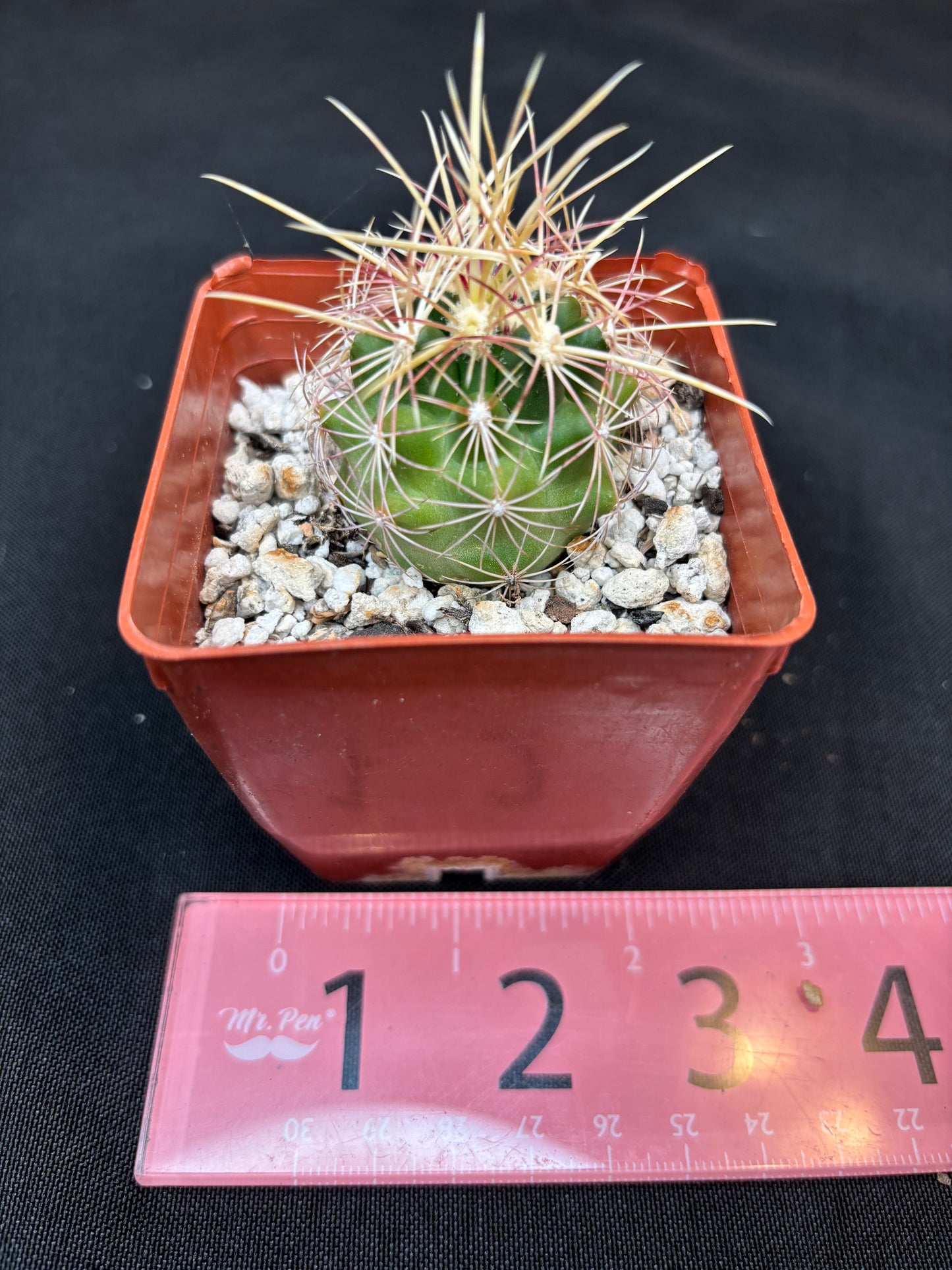 Thelocactus bicolor 322