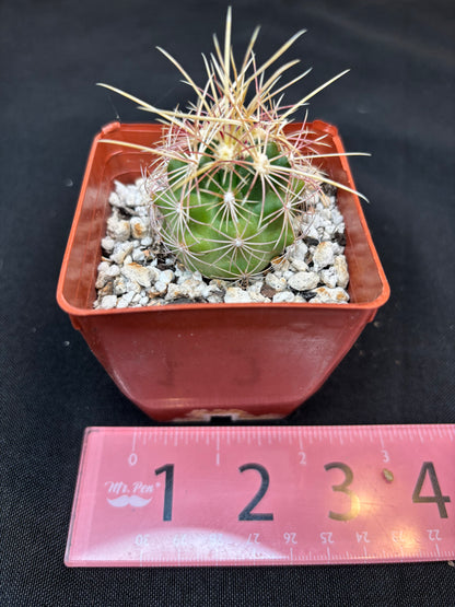 Thelocactus bicolor 322