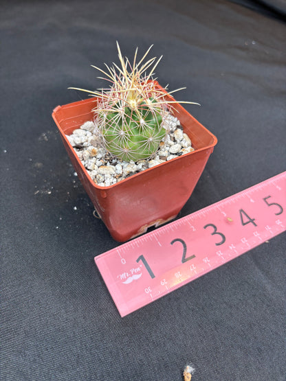 Thelocactus bicolor 322