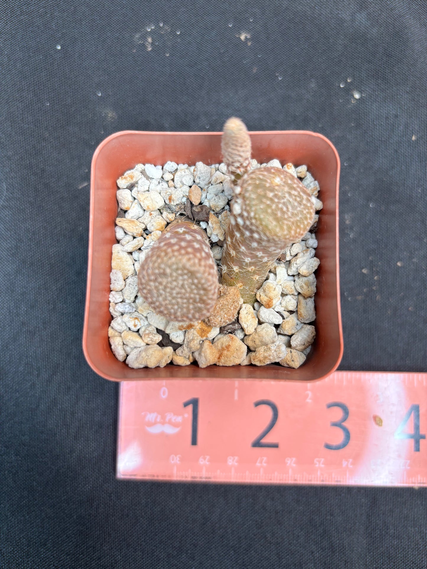 Puna clavaroides 4203