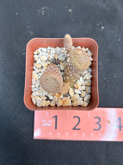 Puna clavaroides 4203