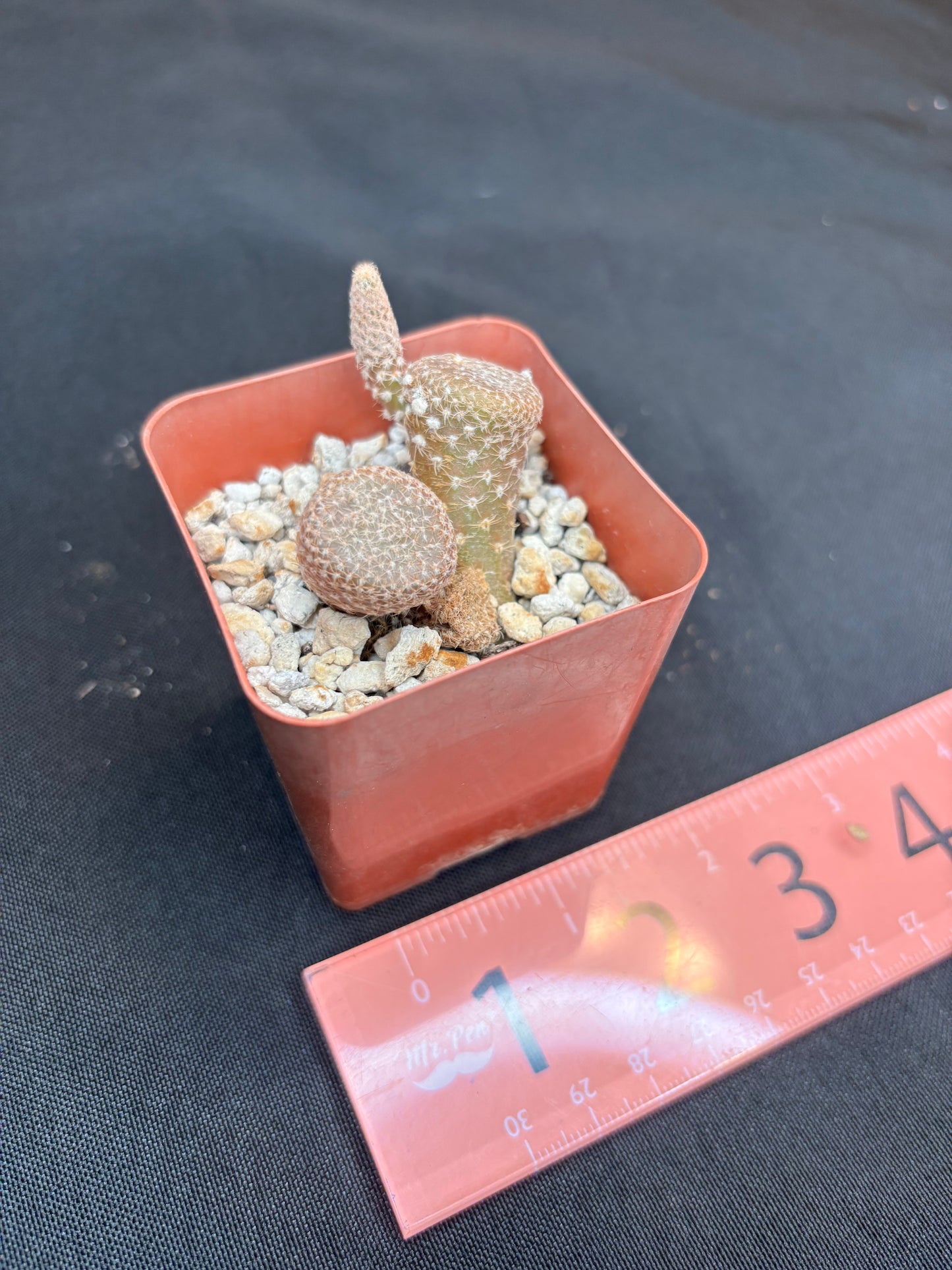 Puna clavaroides 4203