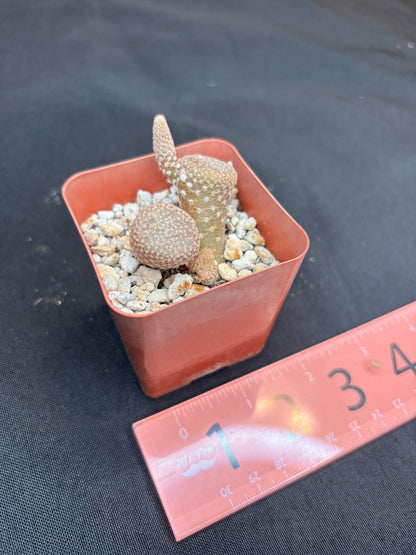 Puna clavaroides 4203