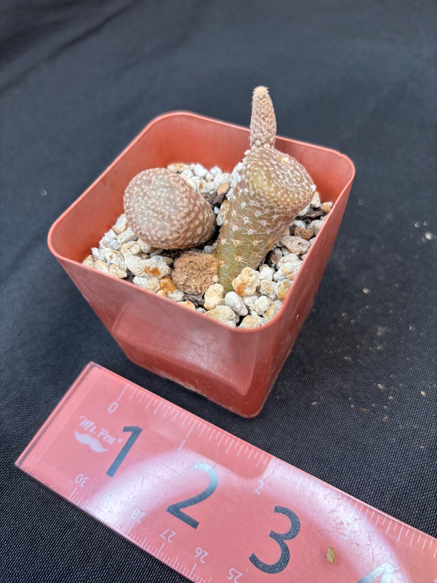 Puna clavaroides 4203