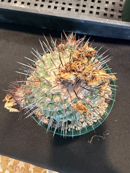Strombocactus corregidorea specimen