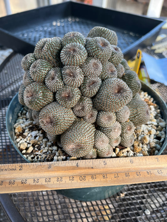 Rebutia heliosa cactus massive specimen in 8 inch pot