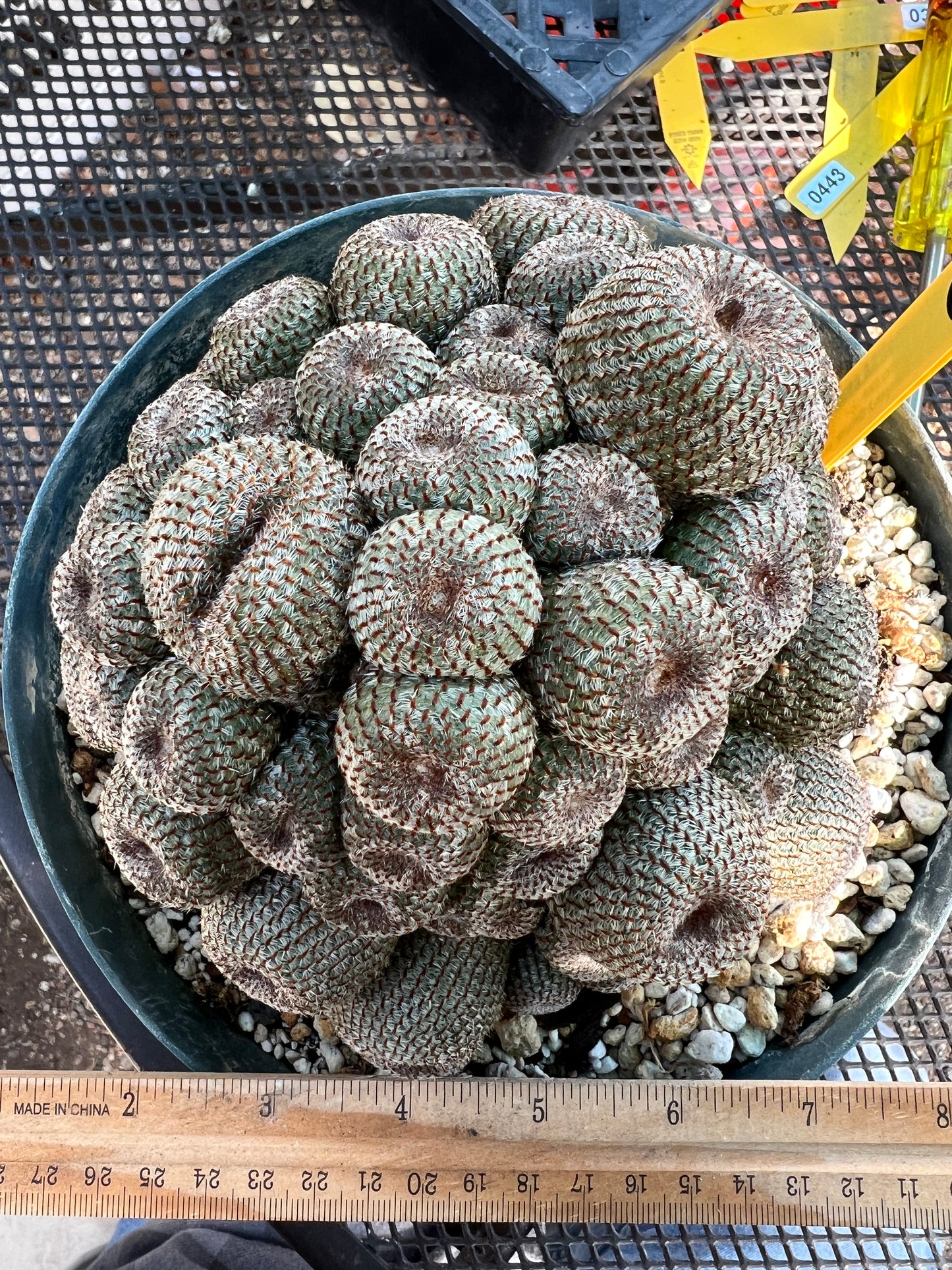 Rebutia heliosa cactus massive specimen in 8 inch pot