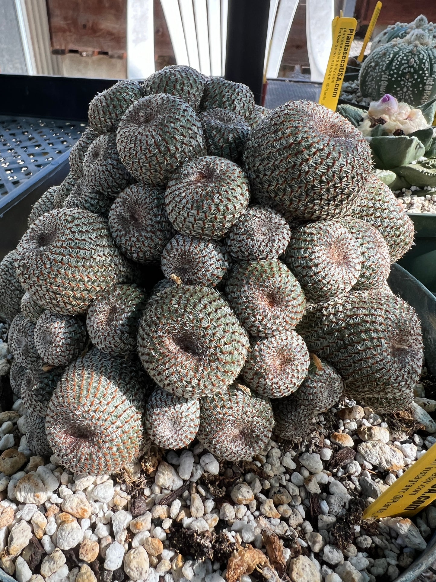 Rebutia heliosa cactus massive specimen in 8 inch pot