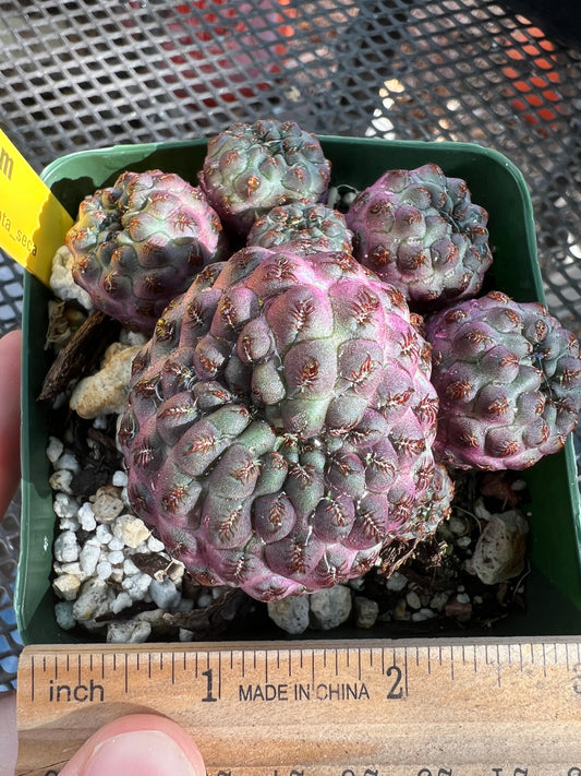 Sulcorebutia rauschii violaceidermis form 1 cactus