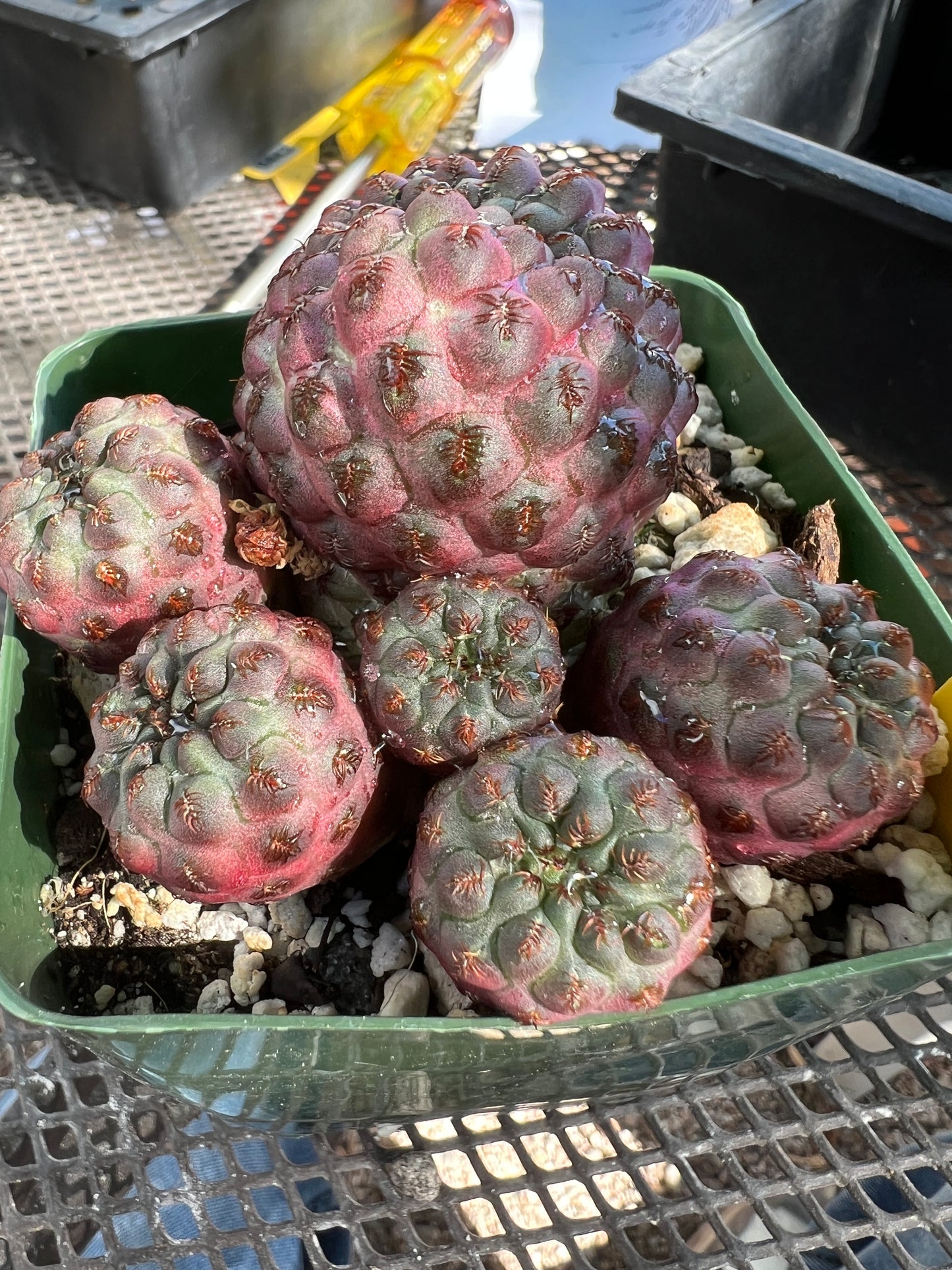 Sulcorebutia rauschii violaceidermis form 1 cactus