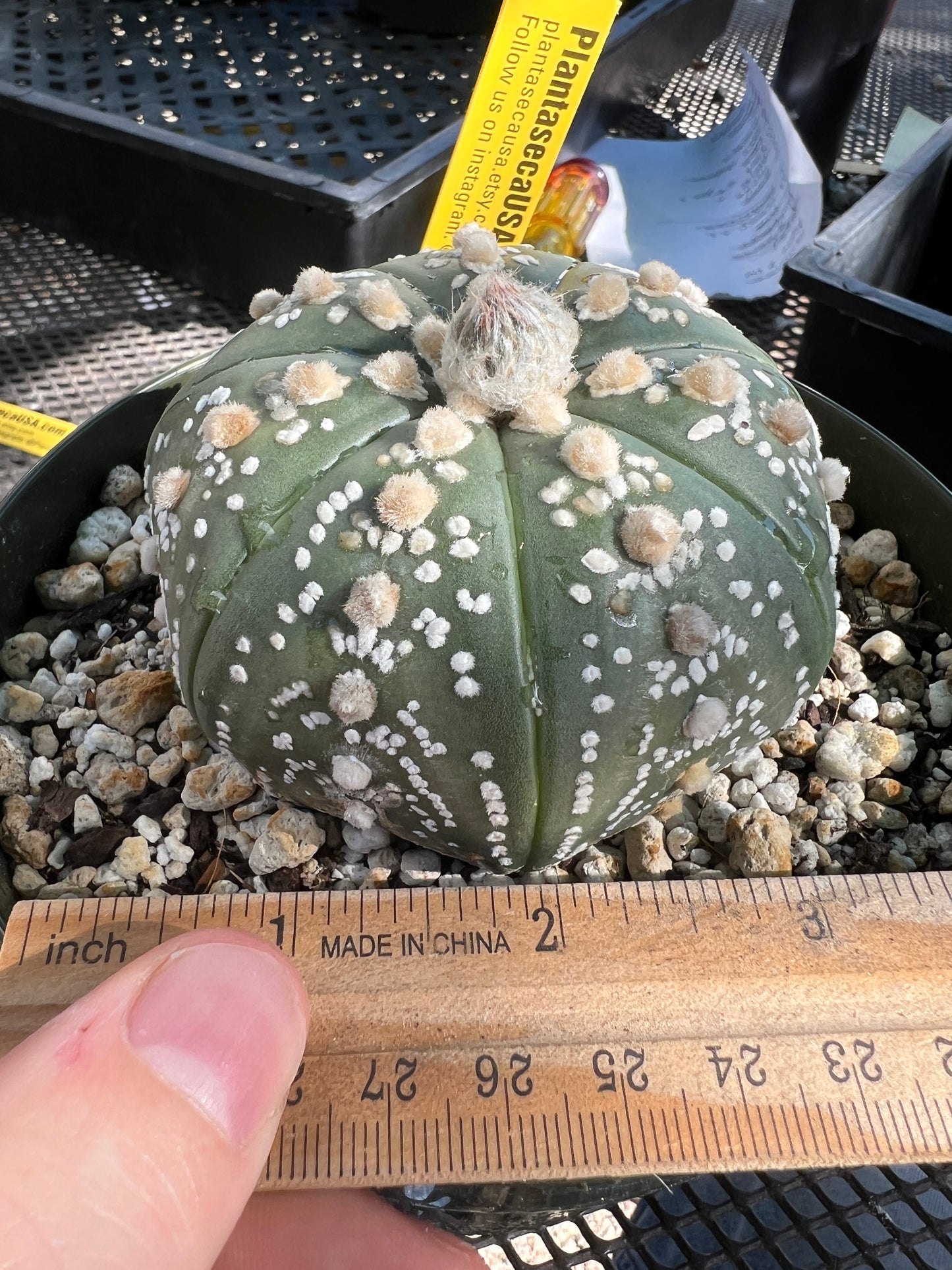 Astrophytum super kabuto very nice in 6 inch pot