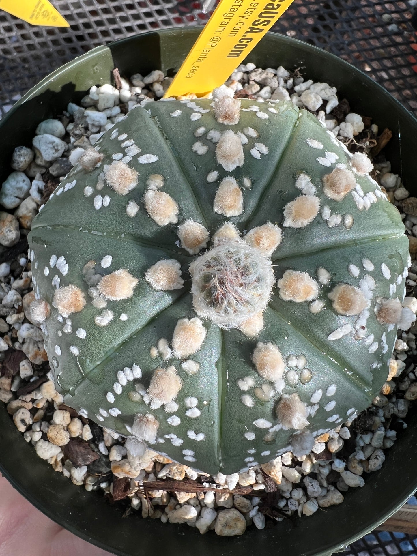 Astrophytum super kabuto very nice in 6 inch pot