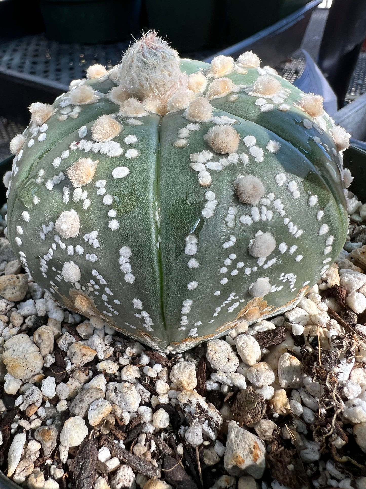 Astrophytum super kabuto very nice in 6 inch pot