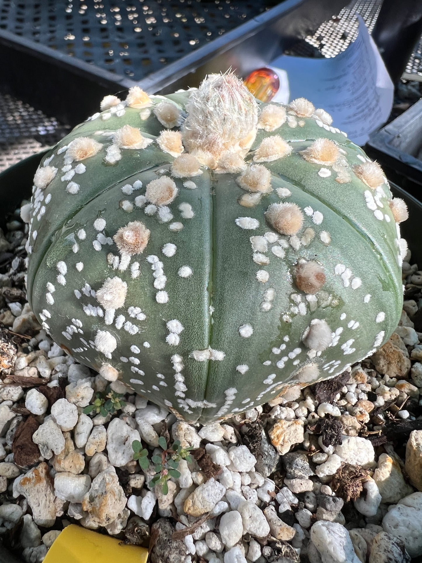 Astrophytum super kabuto very nice in 6 inch pot