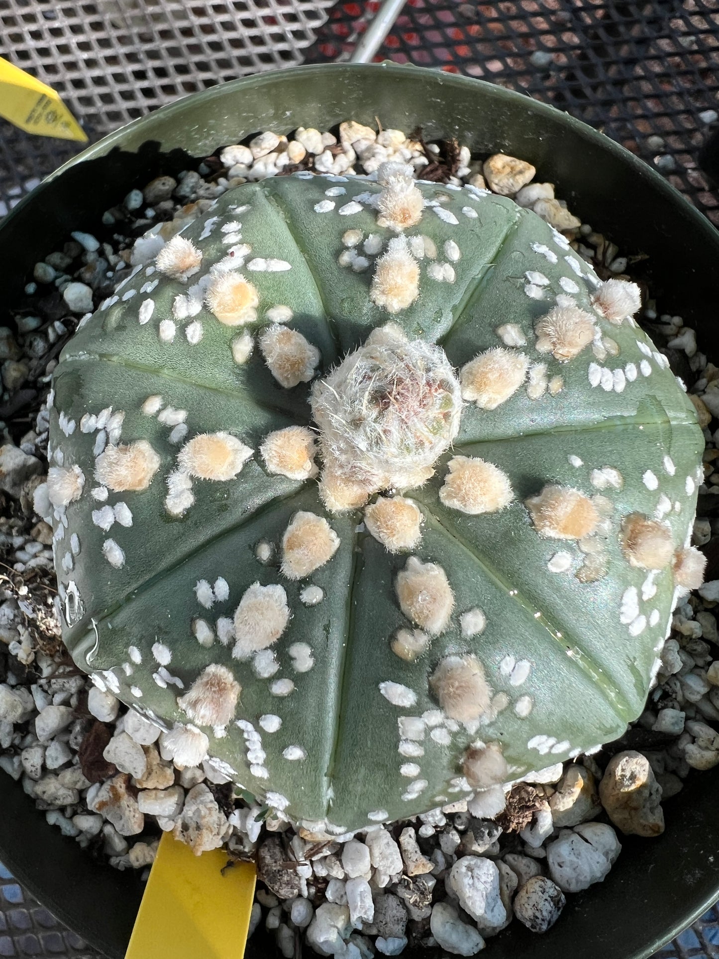 Astrophytum super kabuto very nice in 6 inch pot