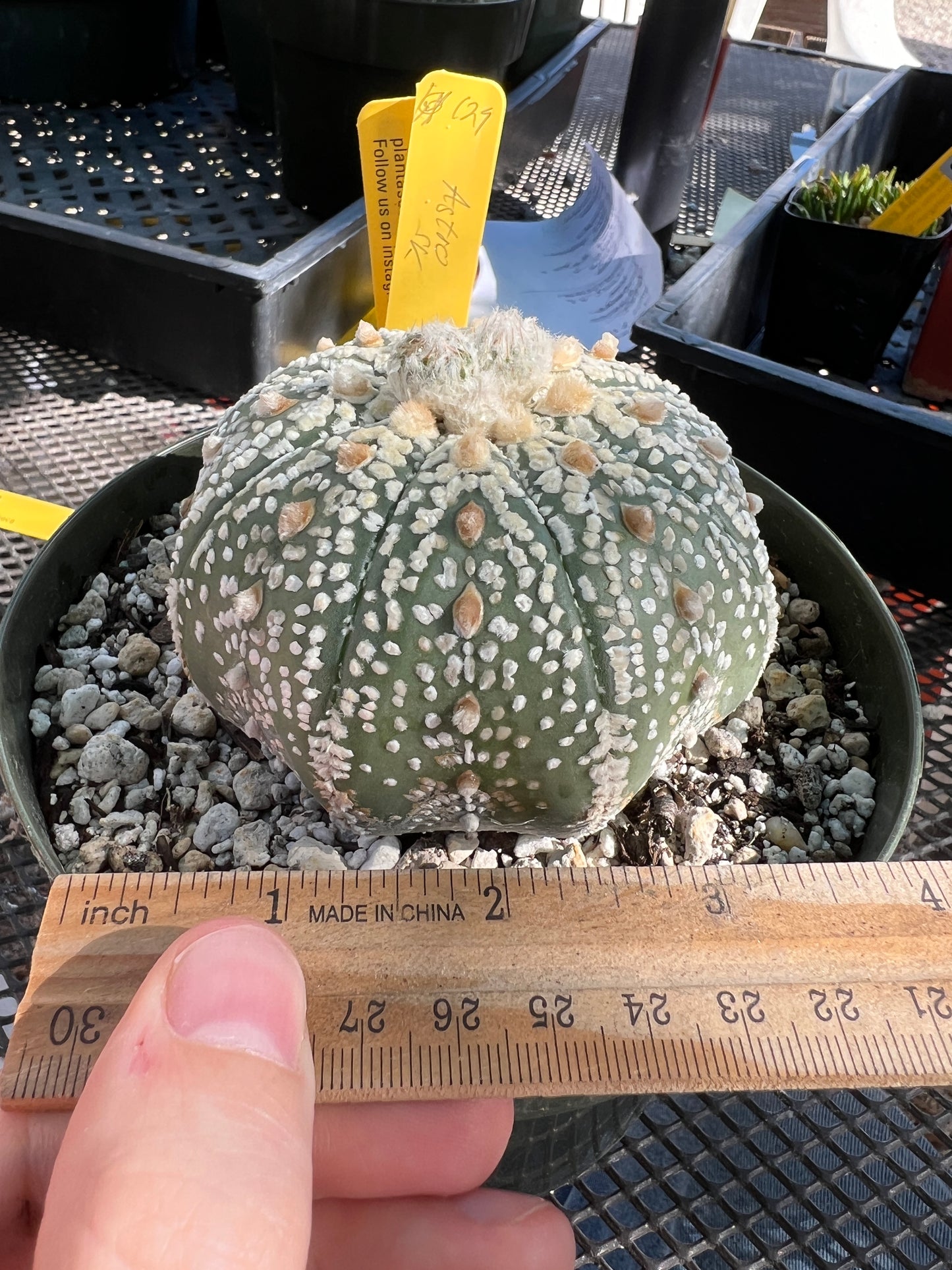 Astrophytum super kabuto in 6 inch pot beautiful