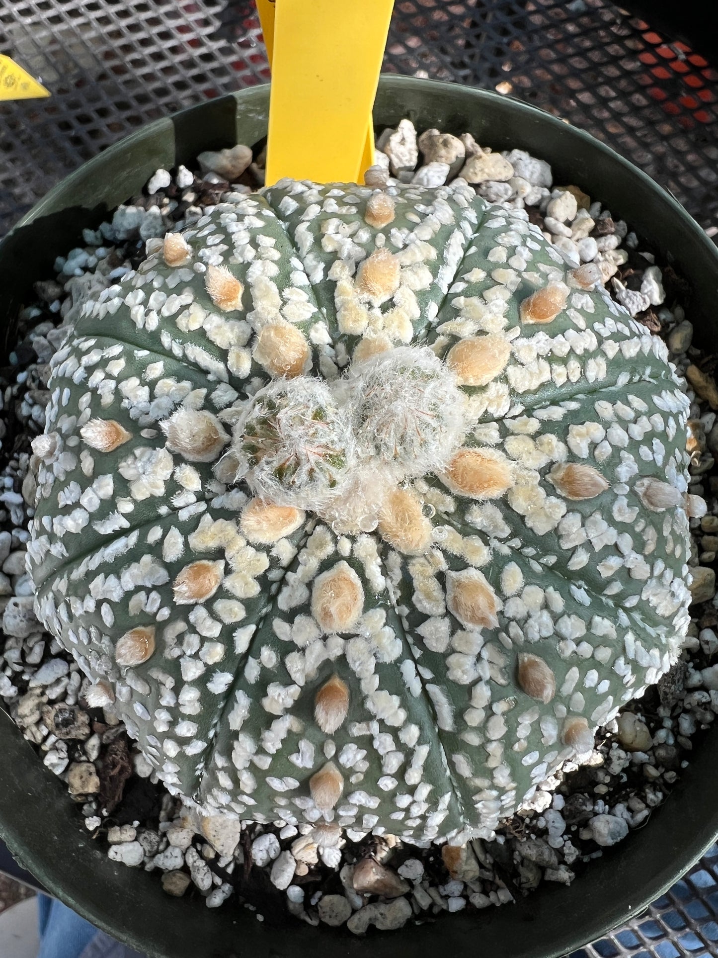 Astrophytum super kabuto in 6 inch pot beautiful