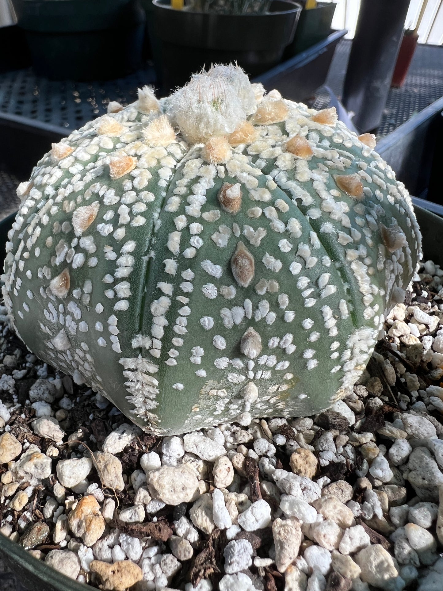 Astrophytum super kabuto in 6 inch pot beautiful