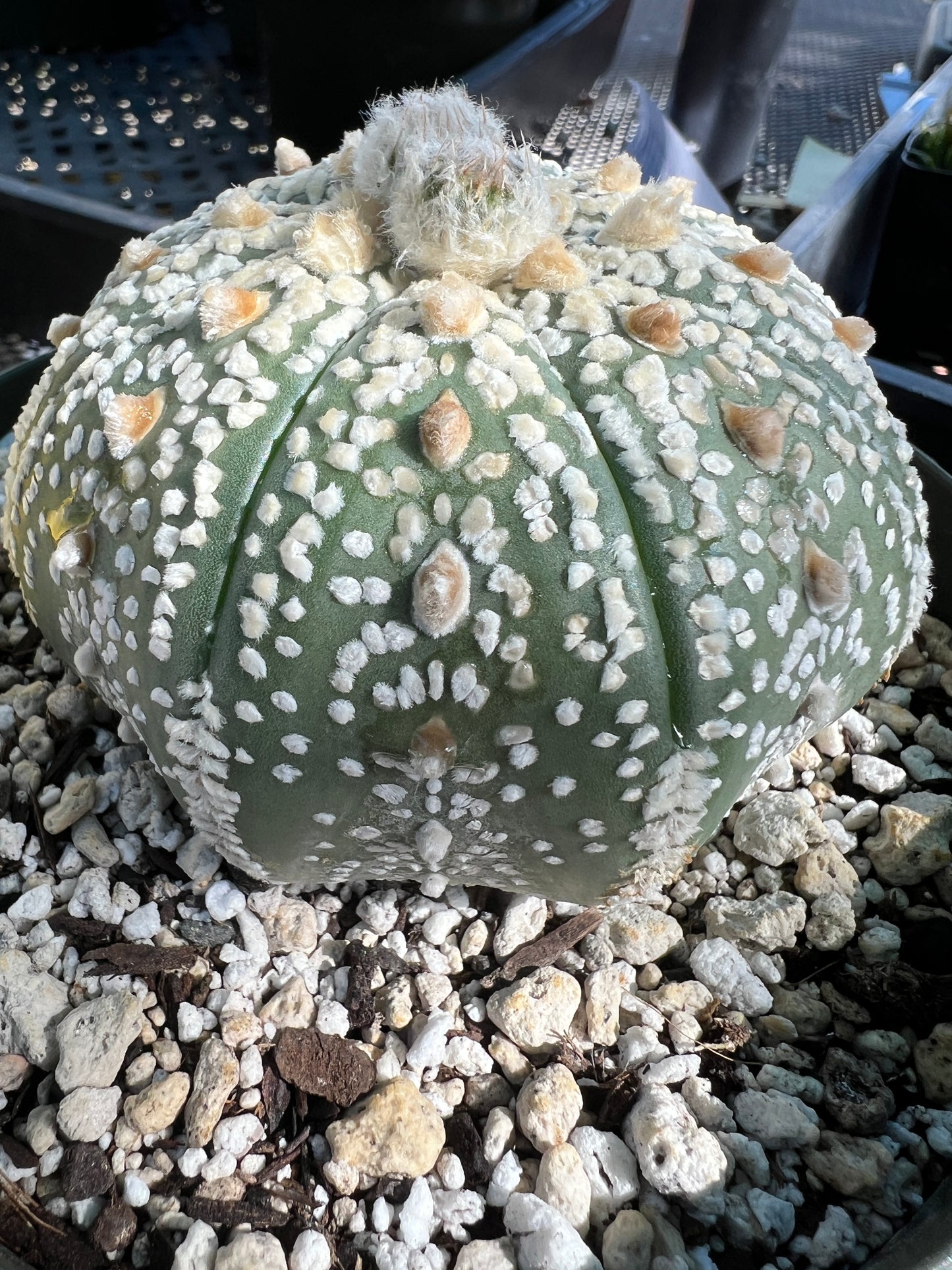 Astrophytum super kabuto in 6 inch pot beautiful