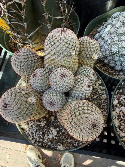 Mammillaria perezdelarosae andersoniana specimen