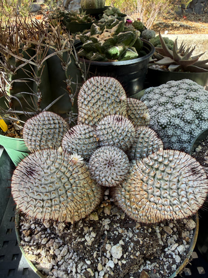 Mammillaria perezdelarosae andersoniana specimen
