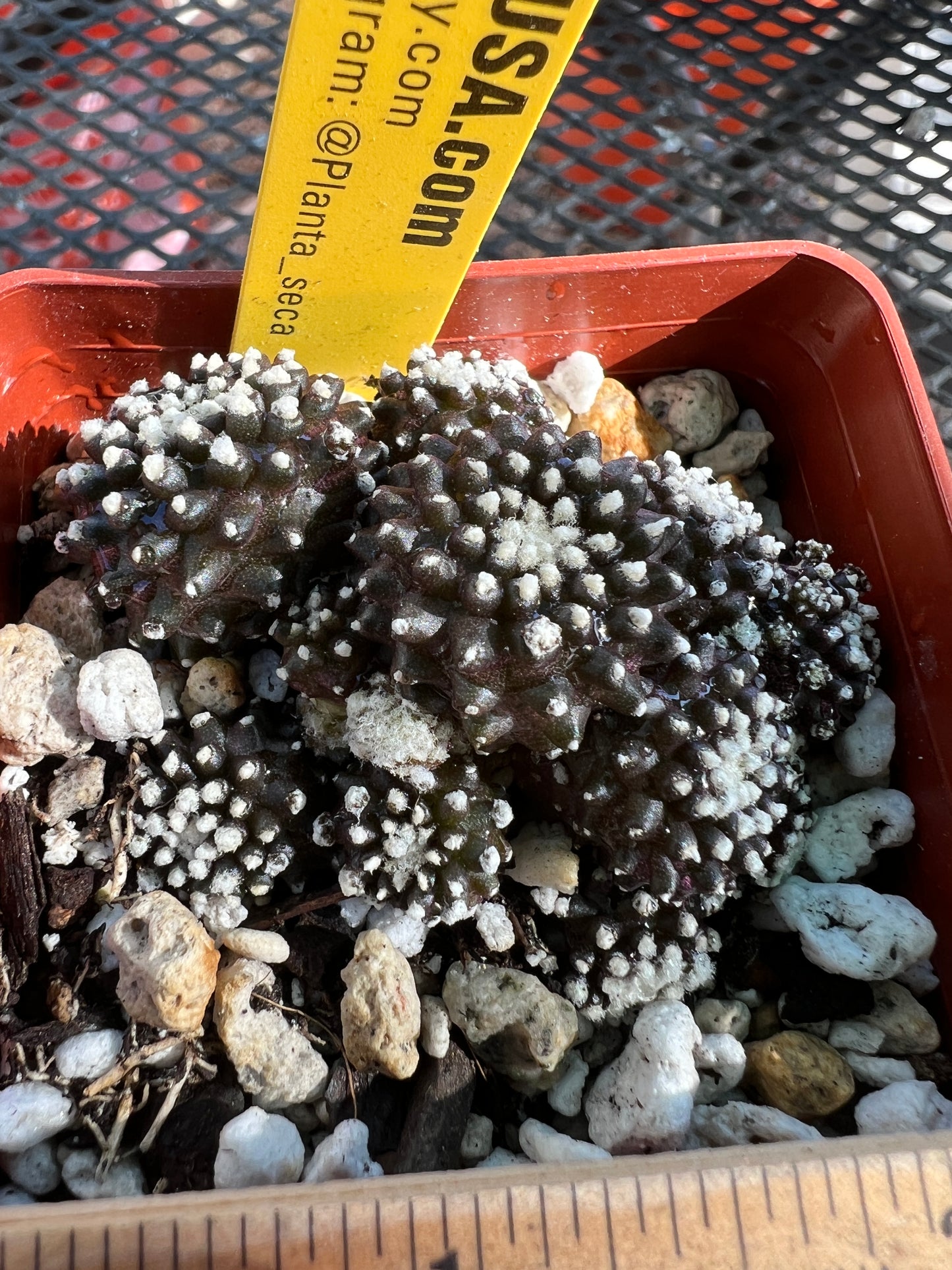 Copiapoa tennuissima monstrose starry night