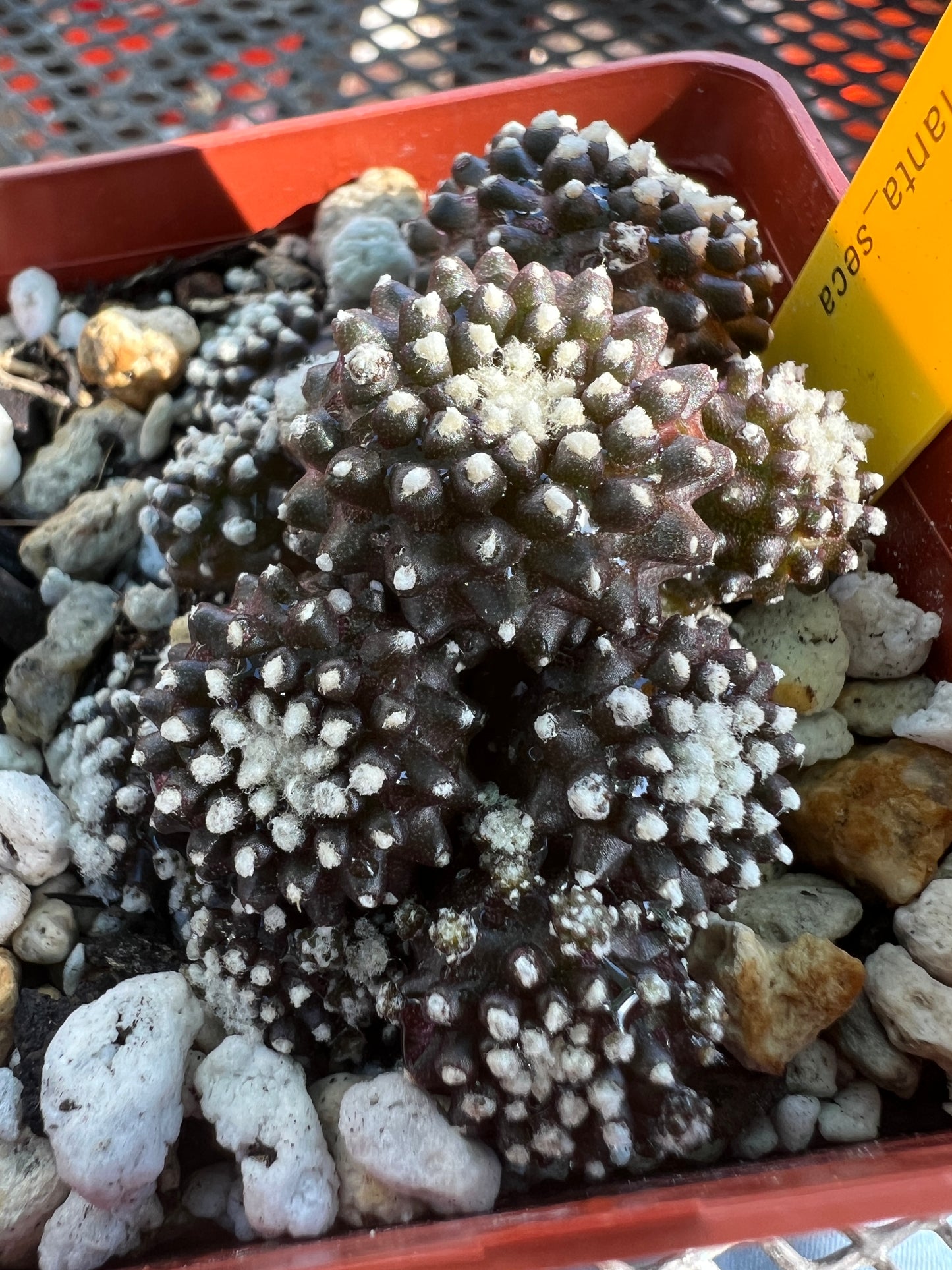 Copiapoa tennuissima monstrose starry night