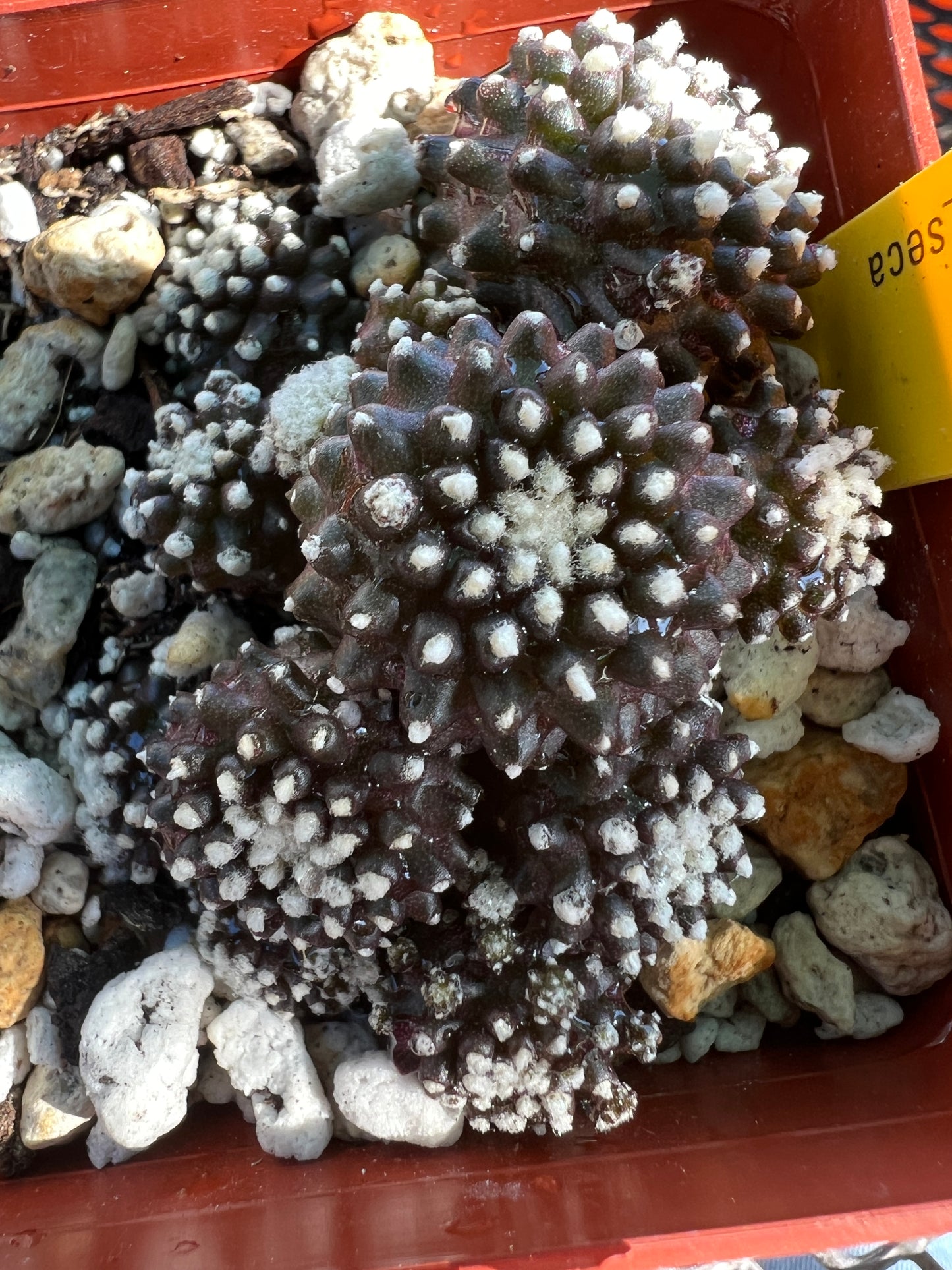 Copiapoa tennuissima monstrose starry night