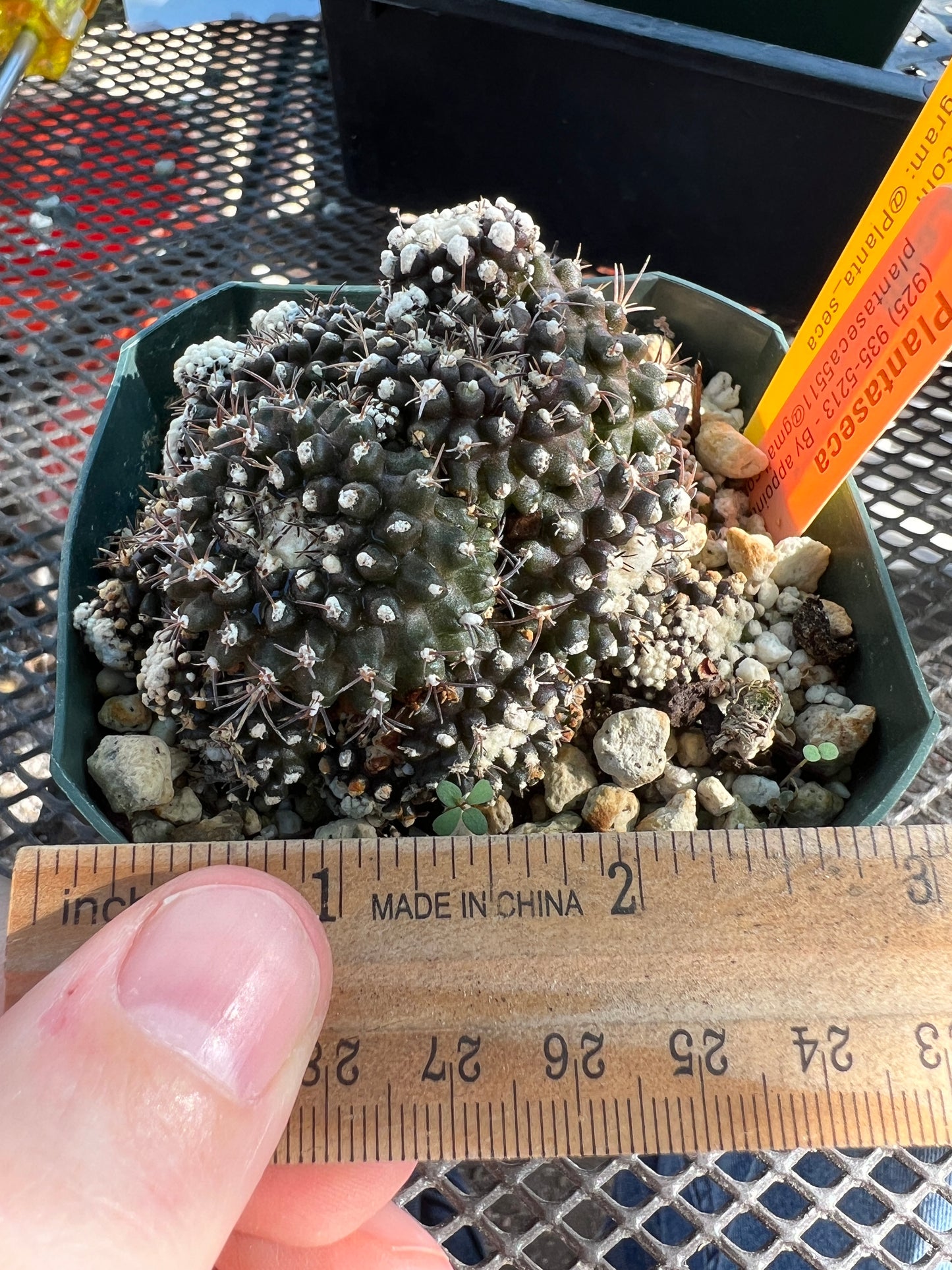 Copiapoa tennuissima monstrose