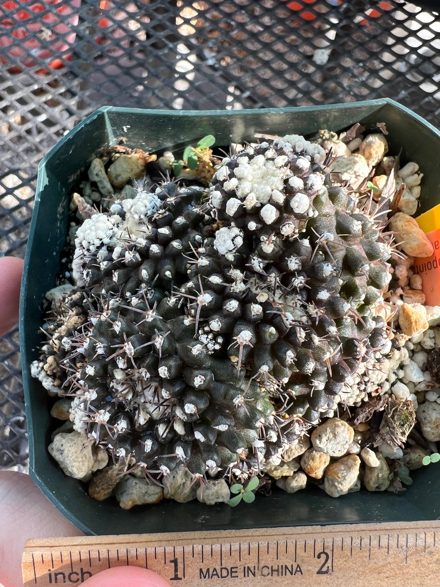 Copiapoa tennuissima monstrose