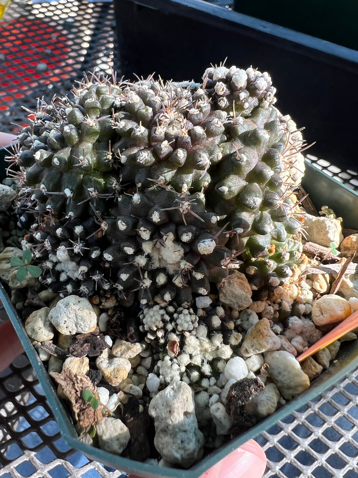 Copiapoa tennuissima monstrose