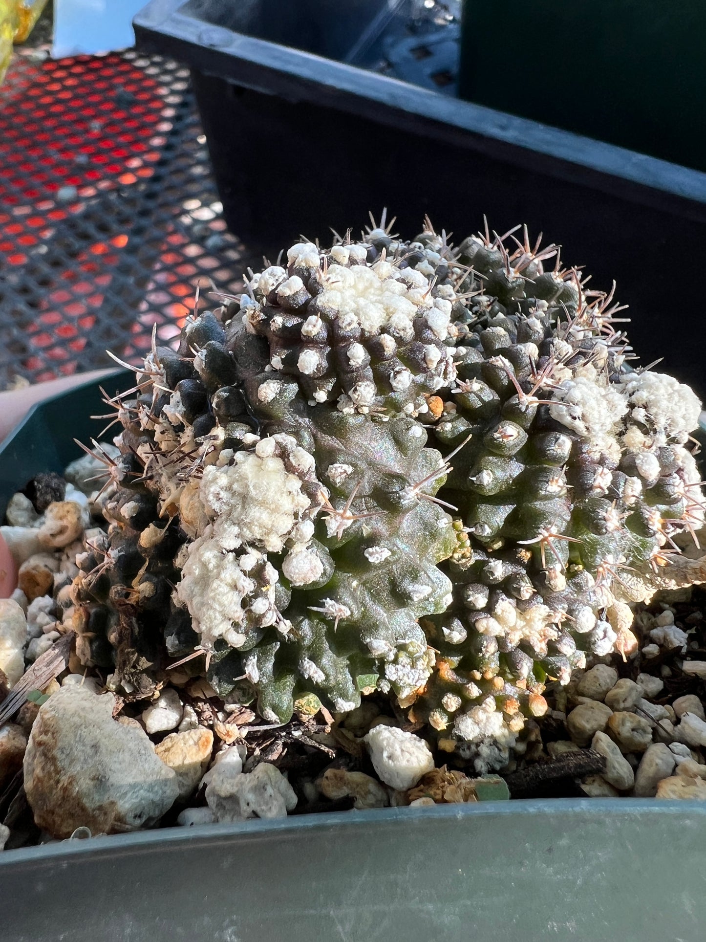 Copiapoa tennuissima monstrose