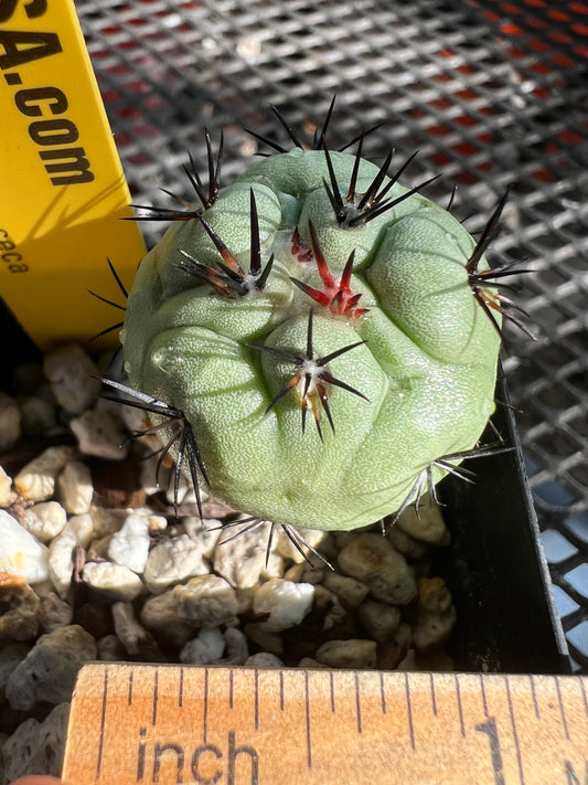 Ortegocactus macdougalii cactus in 2 inch pot