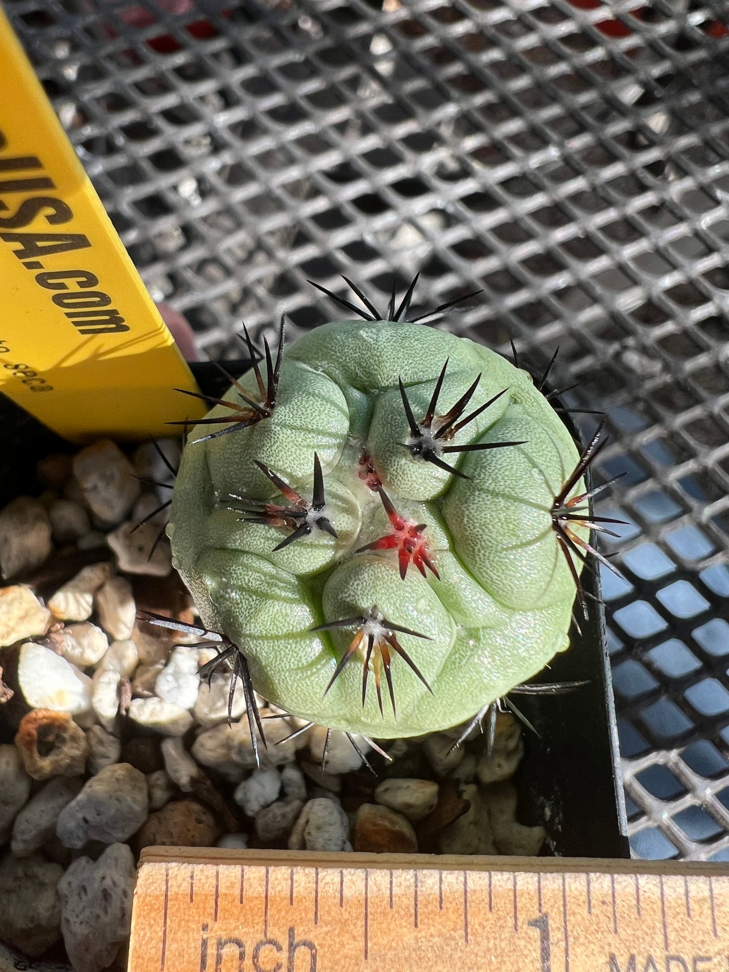 Ortegocactus macdougalii cactus in 2 inch pot