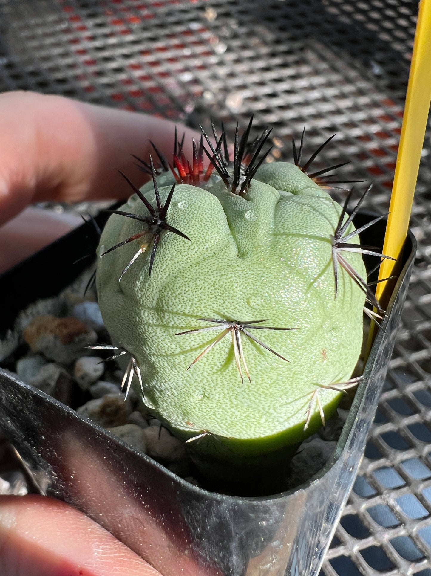 Ortegocactus macdougalii cactus in 2 inch pot