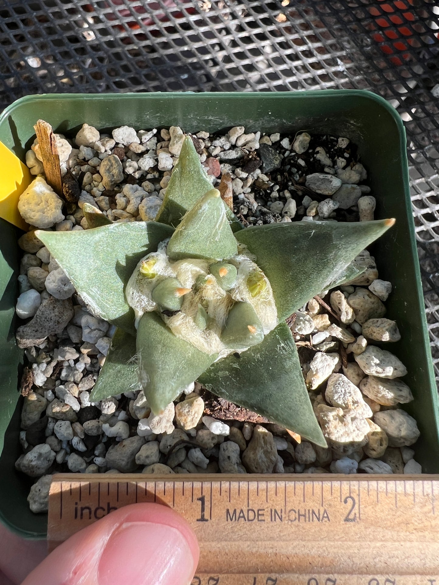 Ariocarpus trigonus cactus