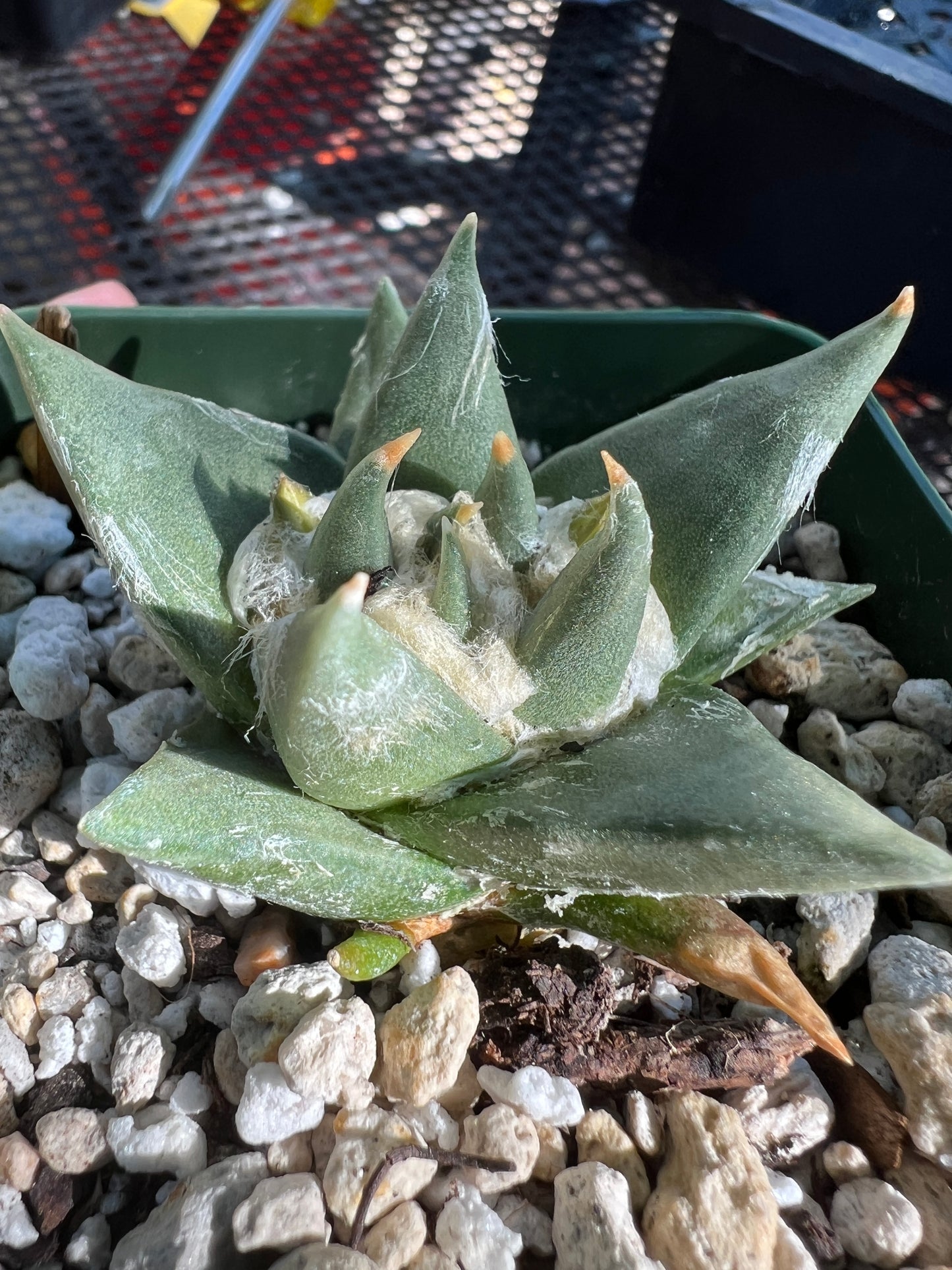 Ariocarpus trigonus cactus