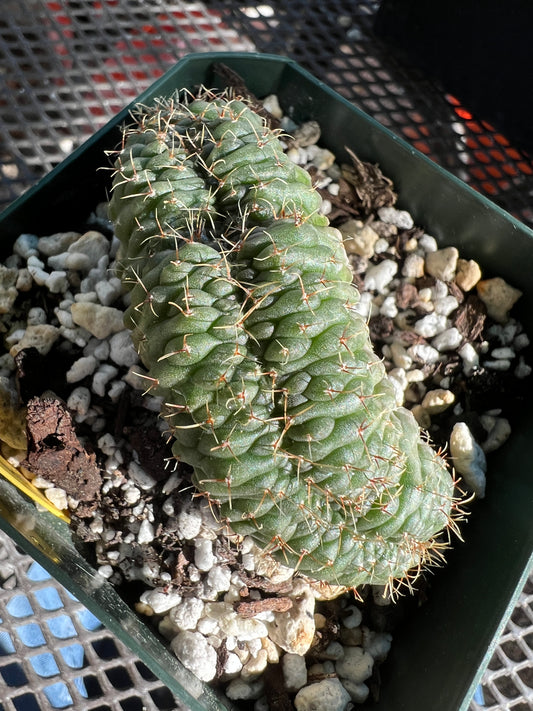 Gymnocalycium ochoterranae crest very nice