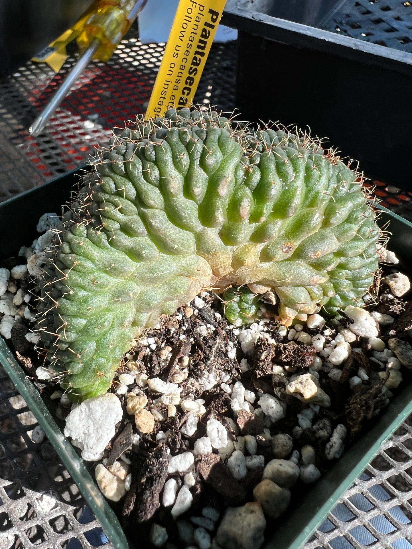 Gymnocalycium ochoterranae crest very nice