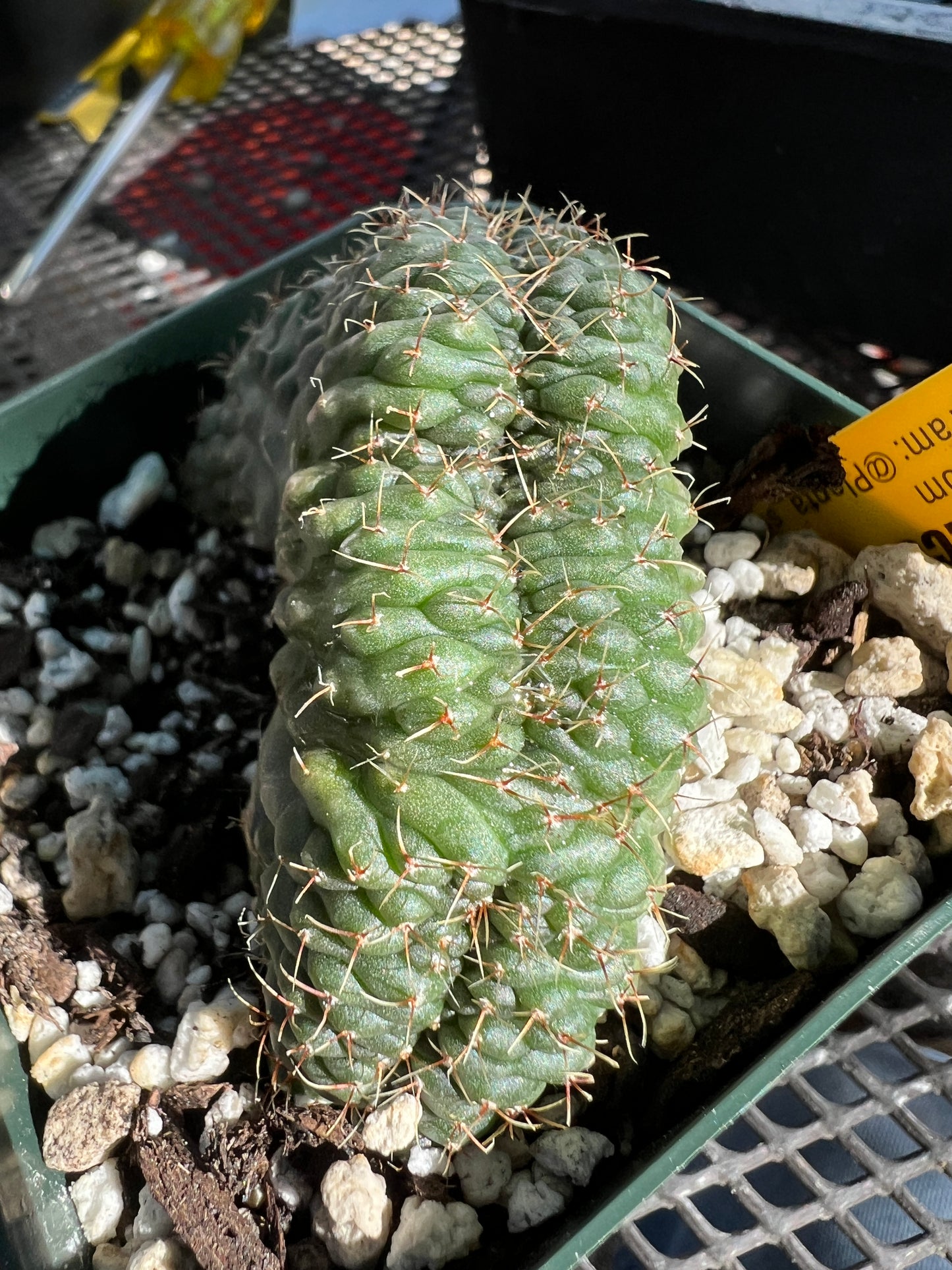 Gymnocalycium ochoterranae crest very nice