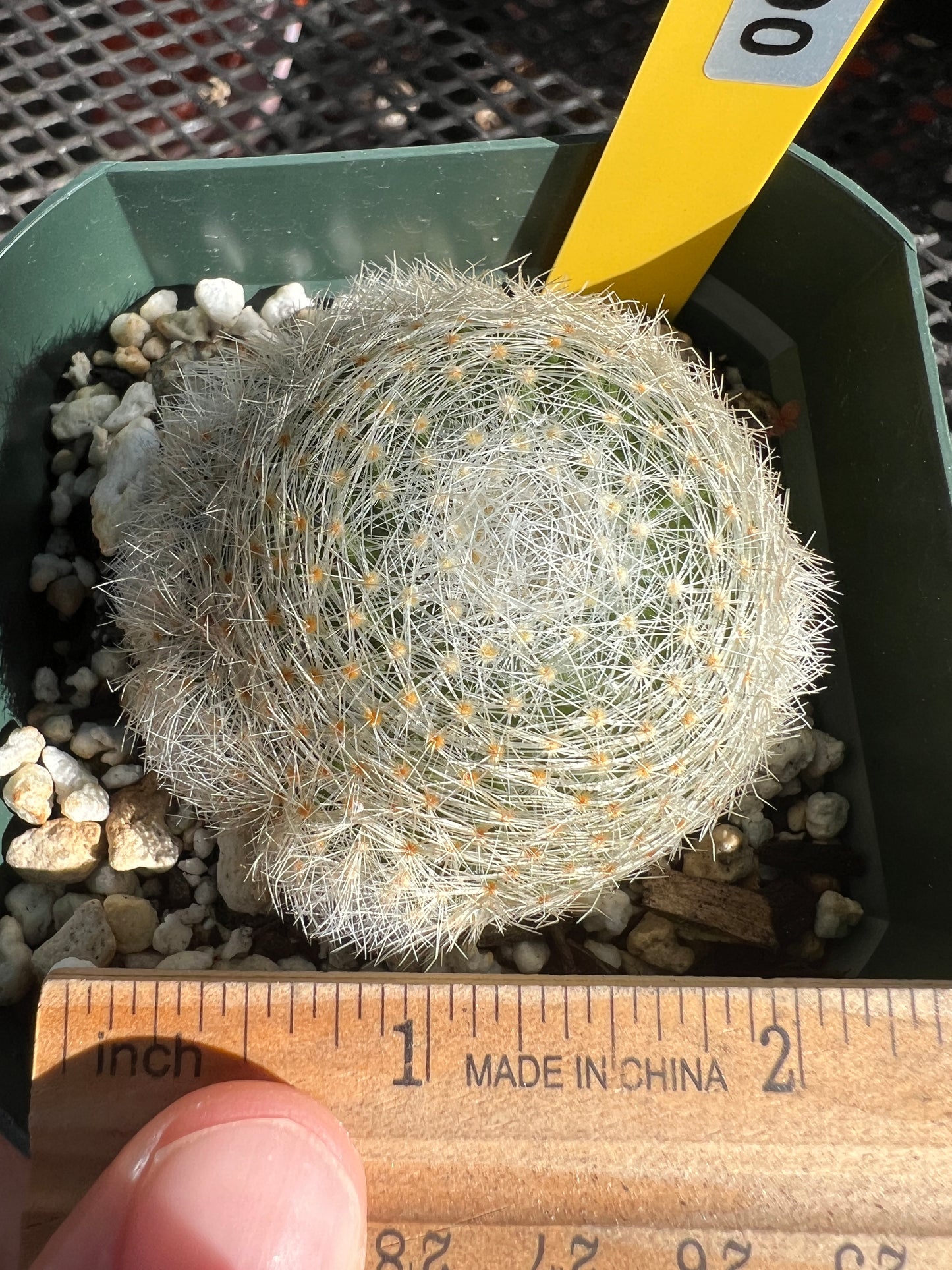 Mammillaria lenta cactus many pups