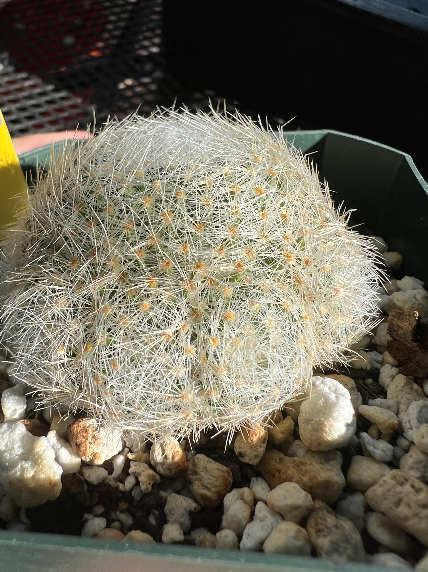 Mammillaria lenta cactus many pups