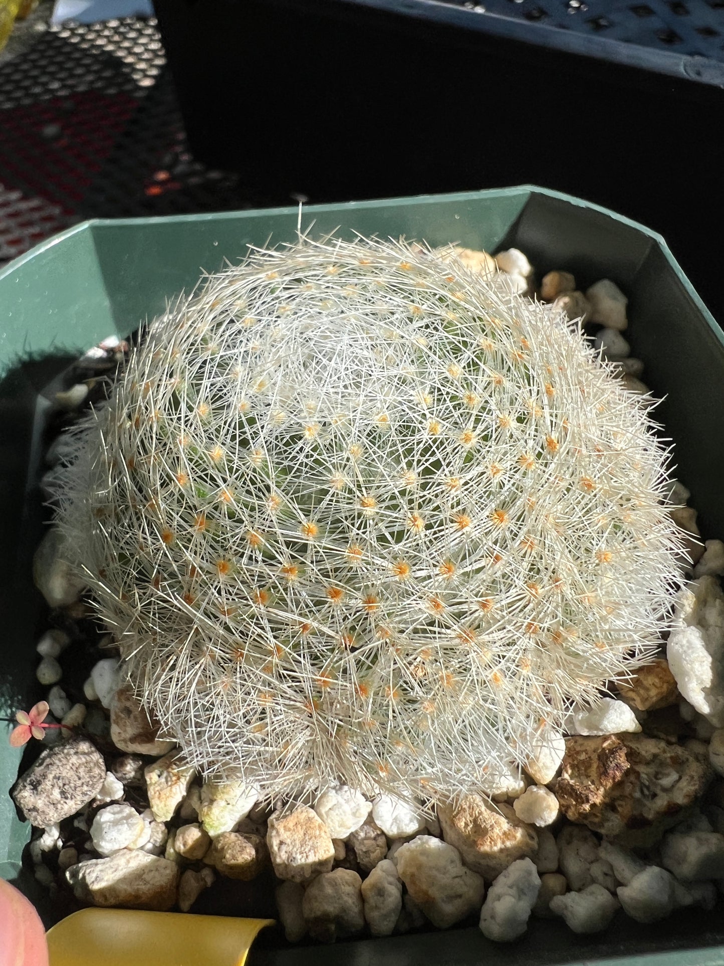 Mammillaria lenta cactus many pups