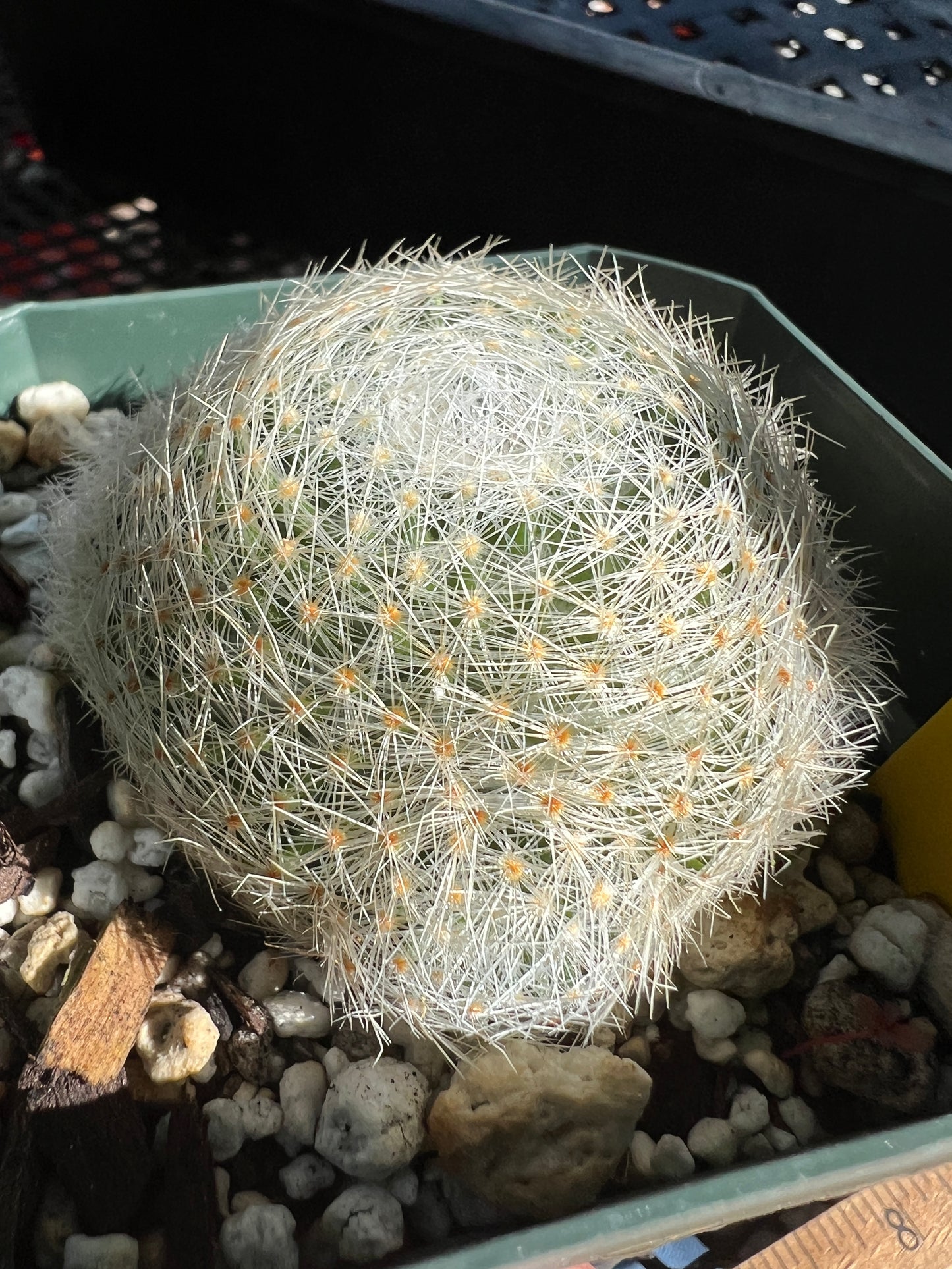 Mammillaria lenta cactus many pups