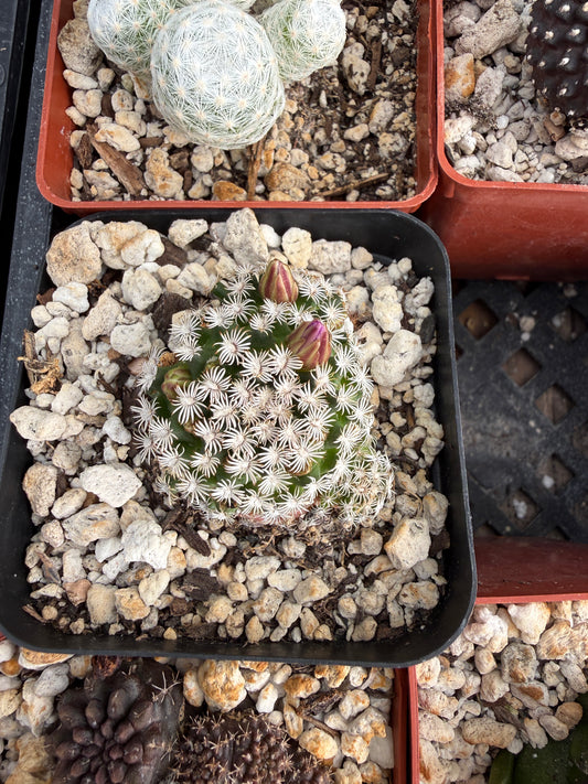 Mammillaria hernandezii allan