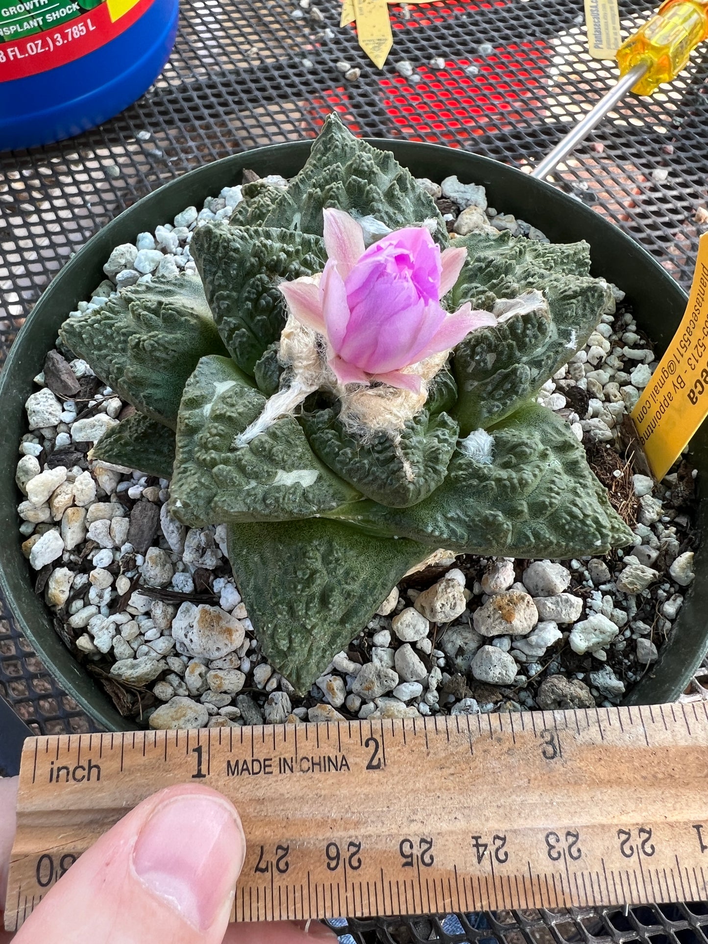 Ariocarpus Godzilla cactus in 6 inch pot